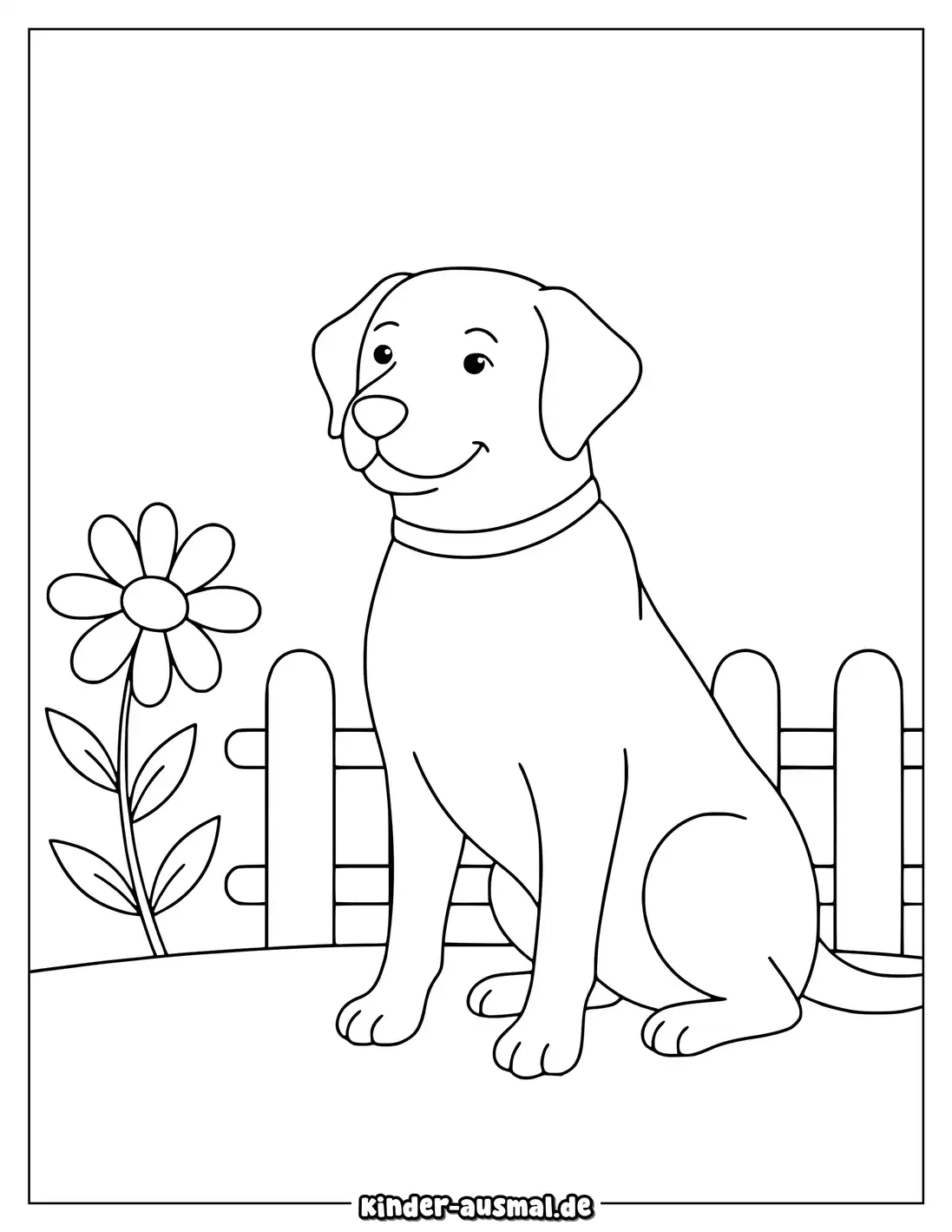 Labrador steht zwischen Blumen und einem kleinen Gartenzaun.