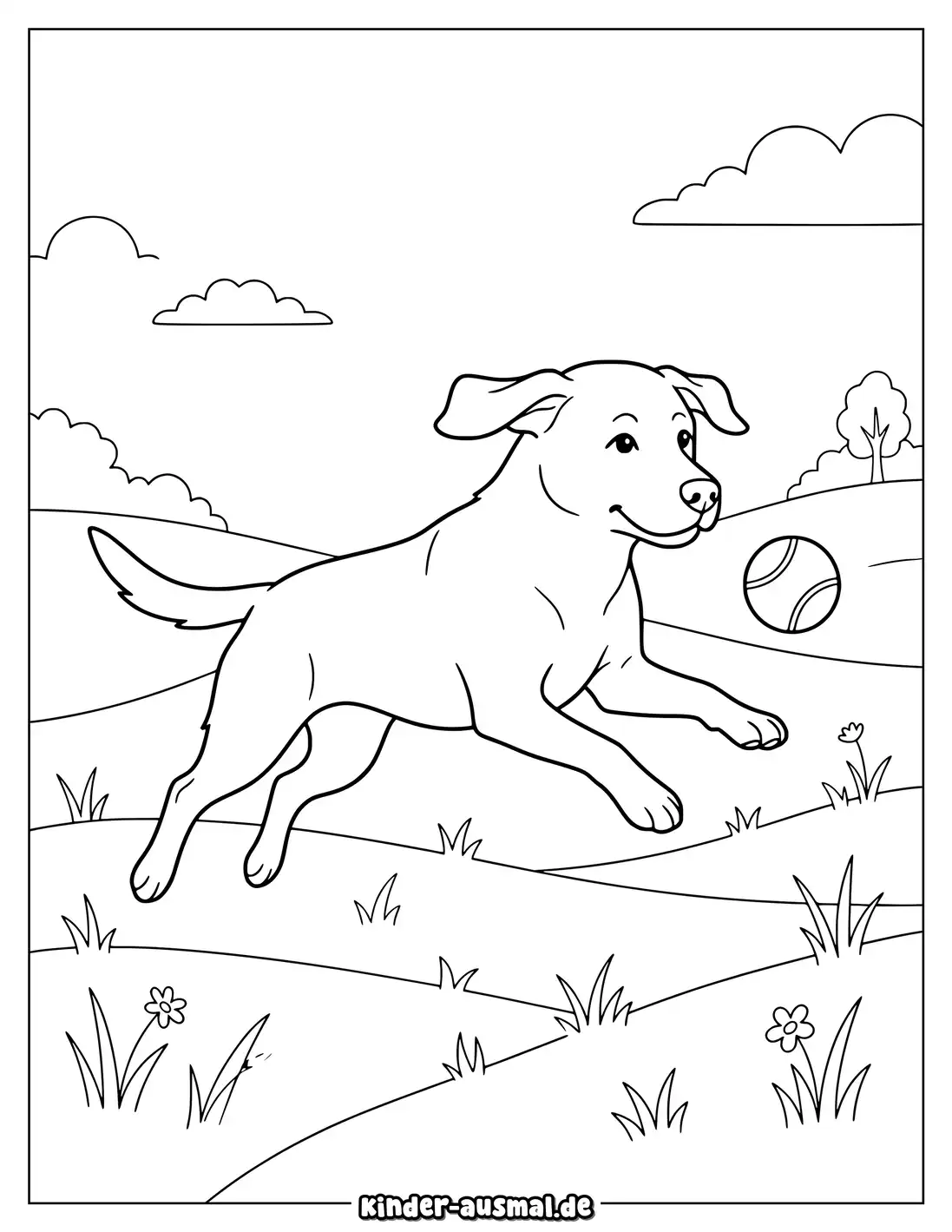 Labrador springt spielend nach einem Ball auf einer Wiese.