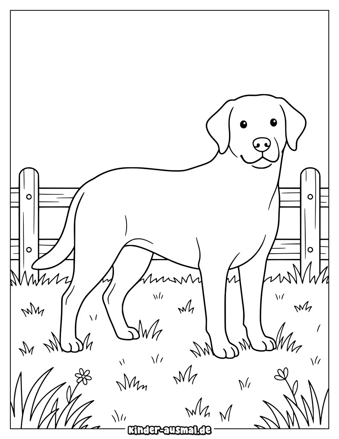 Labrador Hund steht auf einer Wiese neben einem Zaun.