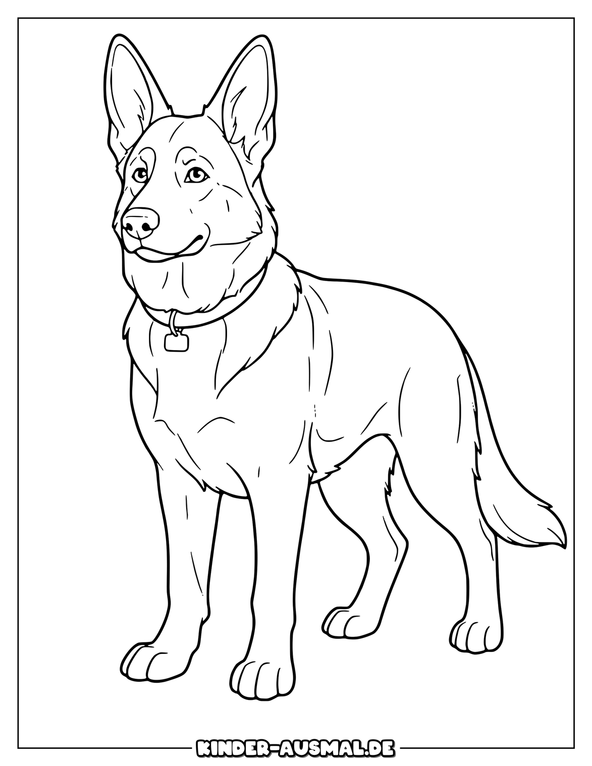 Großer Schäferhund mit spitzen Ohren und kräftigem Körper.