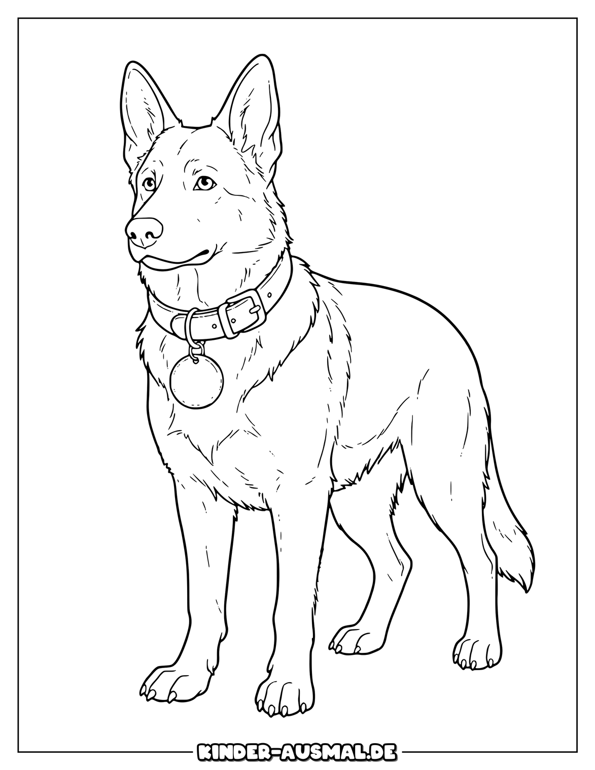 Schäferhund mit breitem Halsband und großer runder Hundemarke.